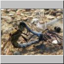 Orthetrum cancellatum - Grosser Blaupfeil 03 Paarung.jpg